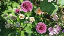 Chives and Astrantia