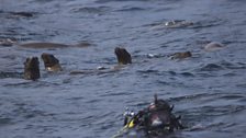 Cameraman Johnny Rogers surfaces followed by inquisitive sea lions