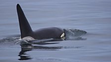 Fatfin the lone male Orca roaming Monterey Bay.