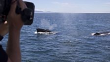 A humpback has a good look at the cameras as it passes the boat.