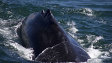 A humpback about to dive.