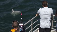 A Mola or Sunfish passes cameraman Jonny Rogers.