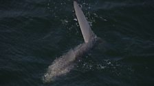 Resembling a big floating blob, the sunfish, or mola, is the world's largest bony fish.