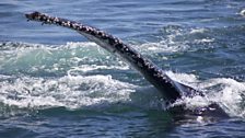 Close up of a humpback tail after lunge-feeding