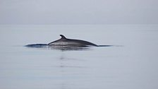 The fin of a Minke whale cutting the surface of the sea