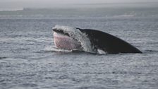 Minke Whale