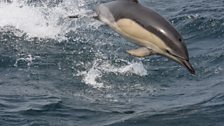 Common Dolphin