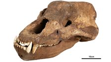 The skull of a cave bear