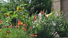 Sunflowers, black kale, sweet peas and poppies