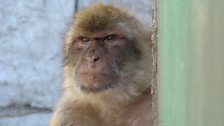 Barbary Macaque