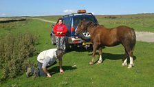 Checking the Ponies