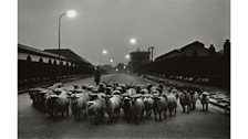 Sheep going to the Slaughter, Early Morning, Near the Caledonian Road, London 1965