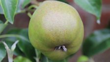 Pear