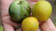 Greengages