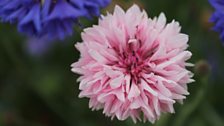 Cornflower