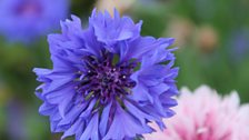 Cornflower