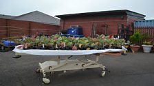 Hospital beds being used for plants