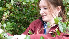 Harvesting Aronia Berries