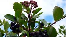 Aronia Berries