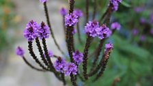 Verbena