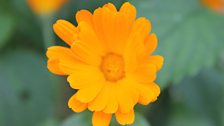 Marigold