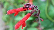 Salvia Fulgens