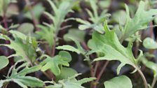 In the polytunnel