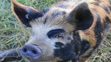 One of the Kunekune pigs