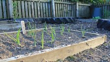 Growing onions