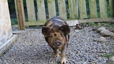 A Kunekune