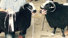 Balwen Rams