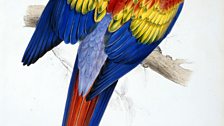 Edward Lear's illustration of a scarlet macaw