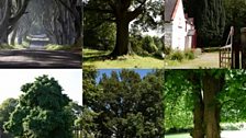 Northern Ireland's Tree of the Year