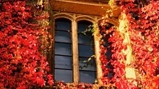 Window into autumn...