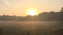 Springer spaniel and sunrise