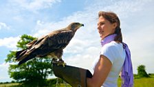 Eye-to-eye with Sasha the eagle, a bird that filters out UV to maintain extremely sharp vision