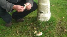 Hairy Milkcaps