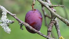 Last Lingering Plum