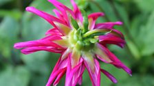 Sparky Dahlia Unfurling