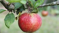 In the orchard...good enough to eat