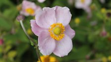 Japanese Anemone