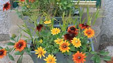 Pretty Planter on the step