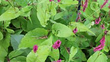 Persicaria Golden Arrows