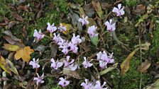 Cyclamen Hederifolium