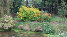 Soft autumn colour beside the pond