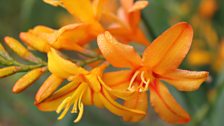 Crocosmia Zembezi