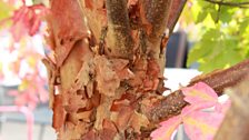 A Maple tree with its beautiful bronze bark