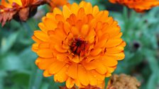 Calendula