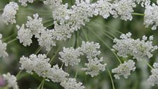 Cow Parsley