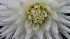 Dahlia